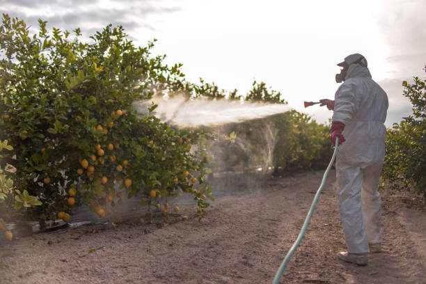 Best Termite Control Services  in Northfield, OH